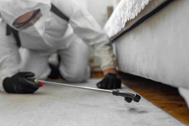 Professional Ant Control technician working in Hancock County County, ME